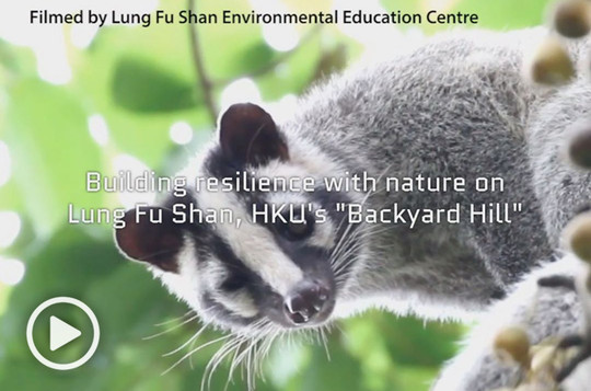 Building resilience with nature on Lung Fu Shan, HKU’s "Backyard Hill"