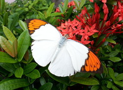 Butterflies at HKU